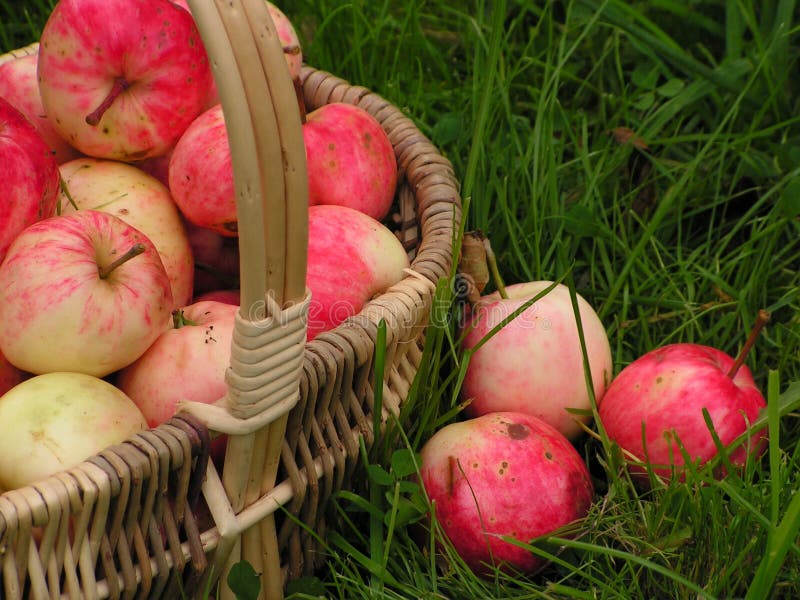 Apples: harvest of the orchard. Apples: harvest of the orchard