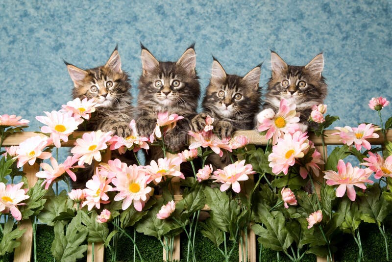 4 Maine Coon kittens with pink flowers