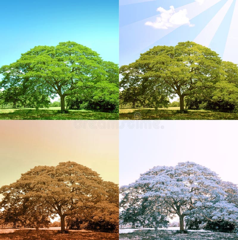 4 seasons on a tree