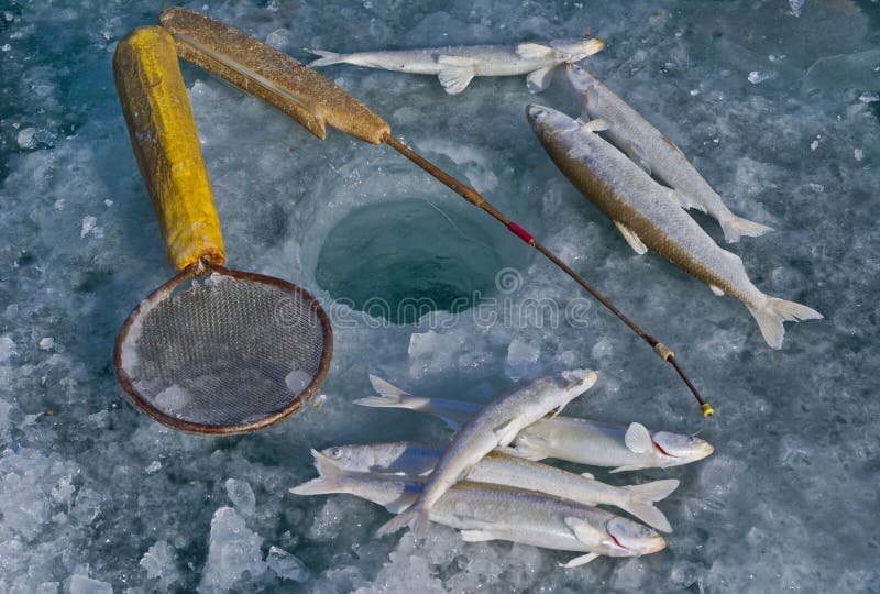 A close up of the hole in ice, fishes (smelt) and fishing equipment. A close up of the hole in ice, fishes (smelt) and fishing equipment.