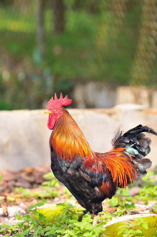 A picture of rooster at a barnyard. A picture of rooster at a barnyard