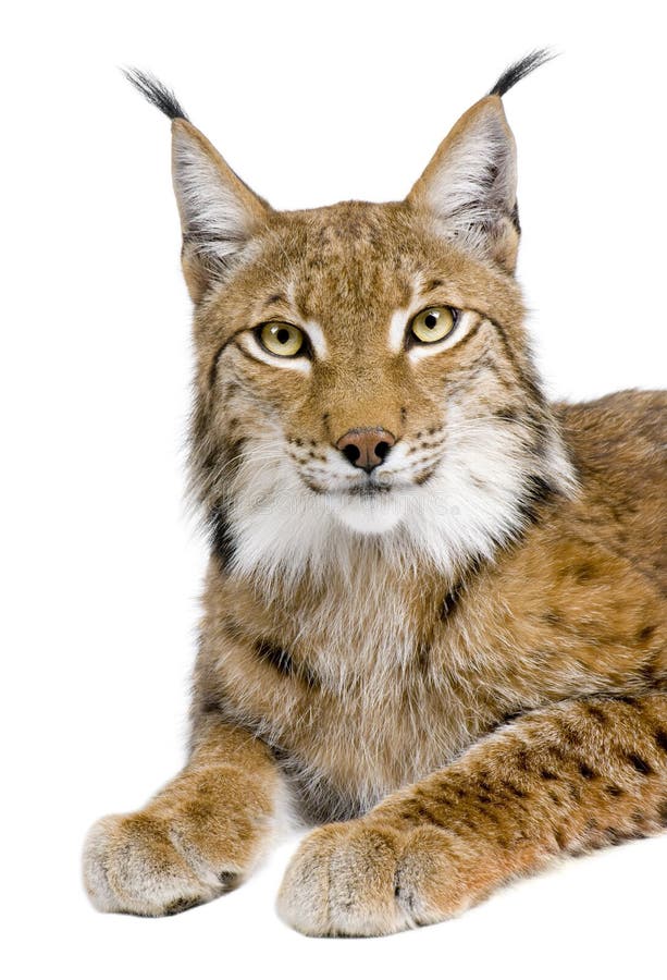 Рысь эмодзи. Lynx Lynx Евразийская Рысь. Пять рысей. Школьная Рысь это.