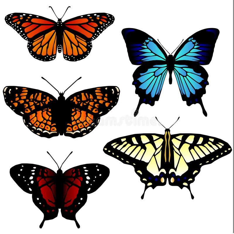 5 butterfly illustrations royalty free illustration
