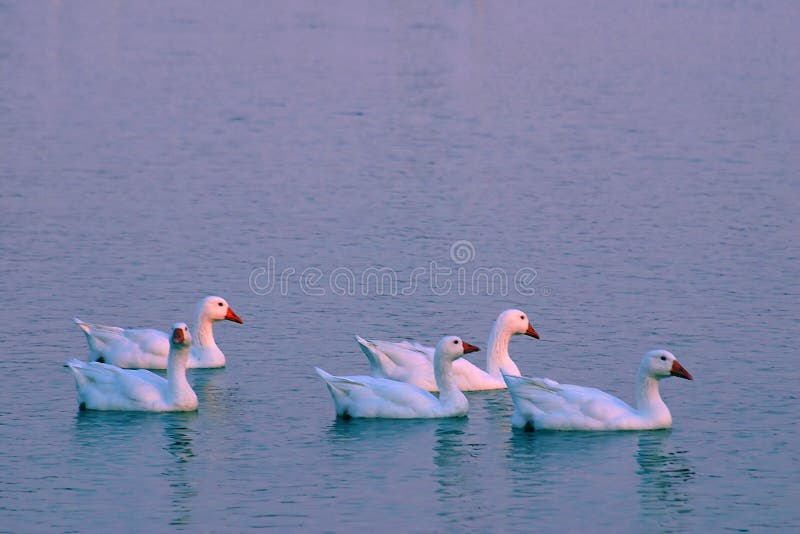 5 Geese At Sunset