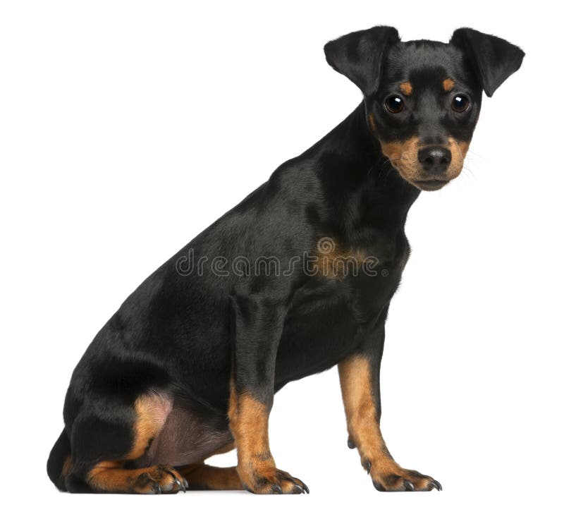 5 miniaturowych miesiąc starego pinscher szczeniaka obsiadania obraz royalty free