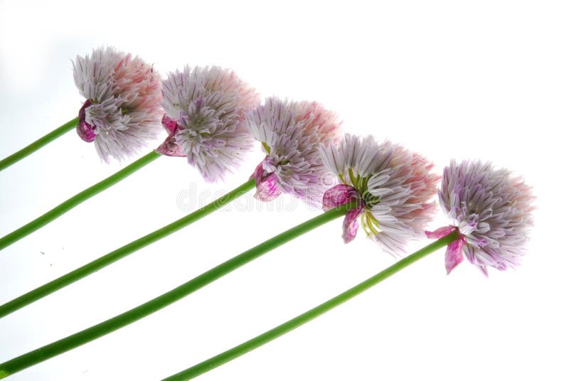 Red onion flowers stock photo. Image of growth, onion 27386370