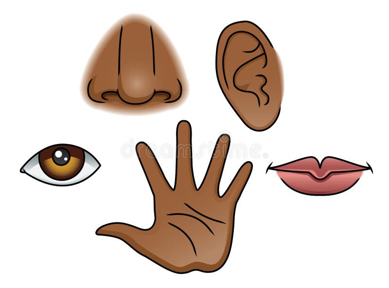 5 Senses Set vector illustration