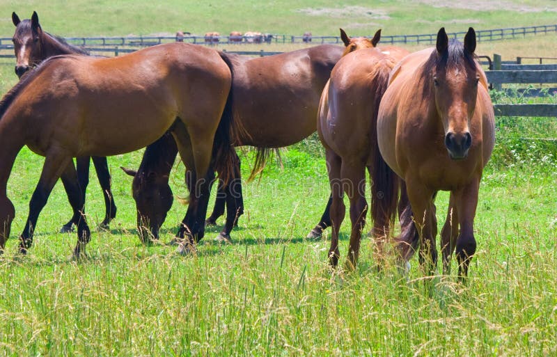 Five beautiful horses in a field in Virginia USA. Five beautiful horses in a field in Virginia USA.