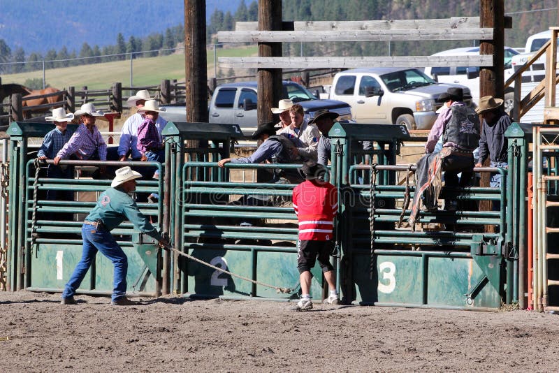 Rodeo Gates stock photo. Image of arena, gates, chute 34680934