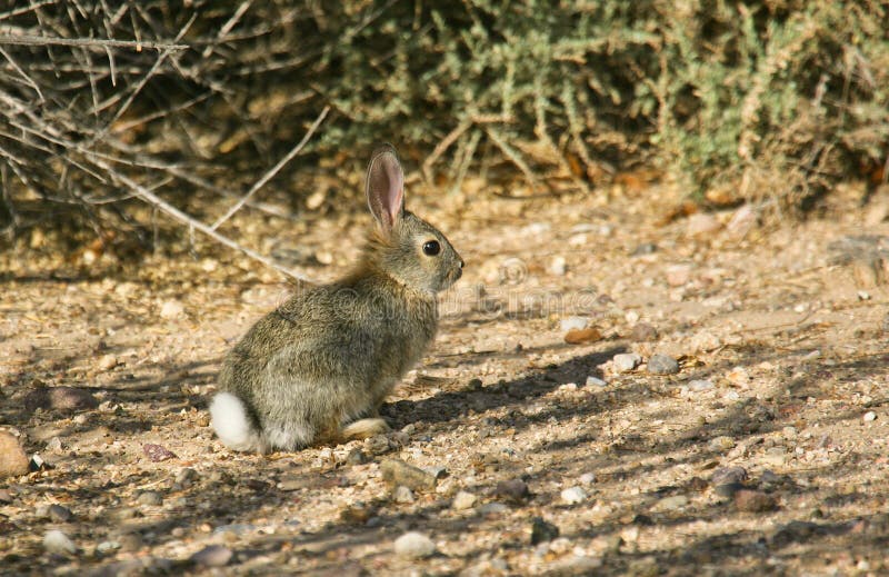 6 cottontail królik zdjęcie stock 6 cottontail królik zdjęcie stock