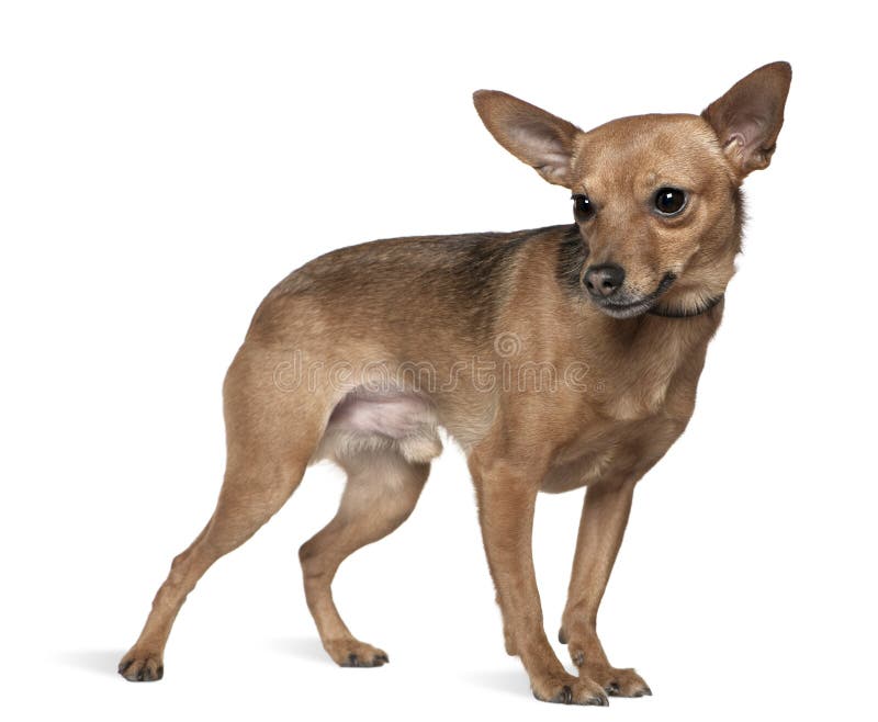 6 miniaturowego starego pinscher trwanie rok obraz stock