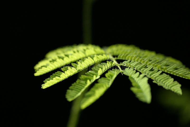 A macro shot of a mimosa leaf. A macro shot of a mimosa leaf