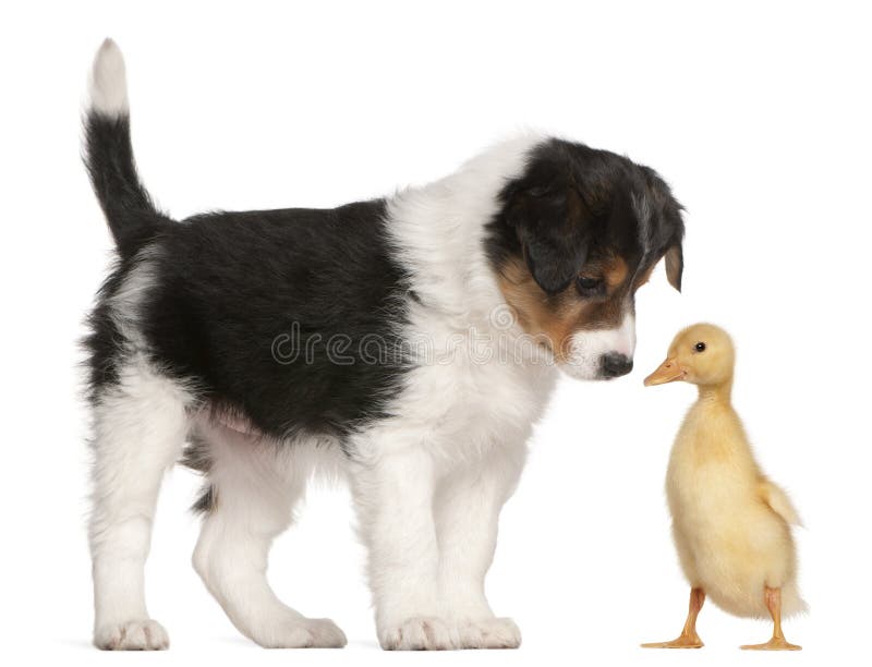 Border Collie puppy, 6 weeks old, playing with a duckling, 1 week old, in front of white background. Border Collie puppy, 6 weeks old, playing with a duckling, 1 week old, in front of white background