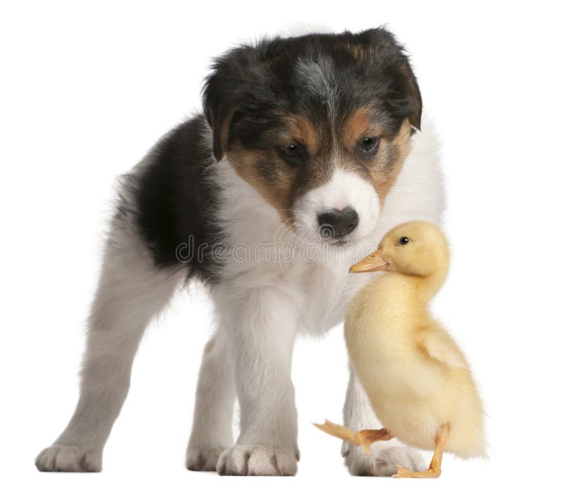 Border Collie puppy, 6 weeks old, playing with a duckling, 1 week old, in front of white background. Border Collie puppy, 6 weeks old, playing with a duckling, 1 week old, in front of white background