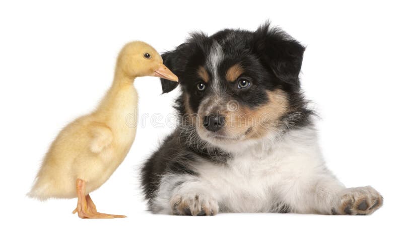 Border Collie puppy, 6 weeks old, playing with a duckling, 1 week old, in front of white background. Border Collie puppy, 6 weeks old, playing with a duckling, 1 week old, in front of white background