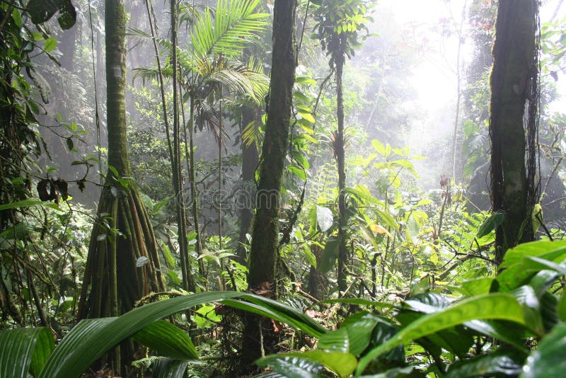 6 tropikalnych cloudforest zdjęcie stock 6 tropikalnych cloudforest zdjęcie stock