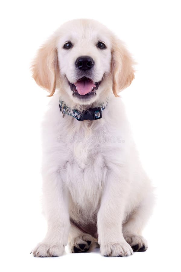 6 weeks old labrador