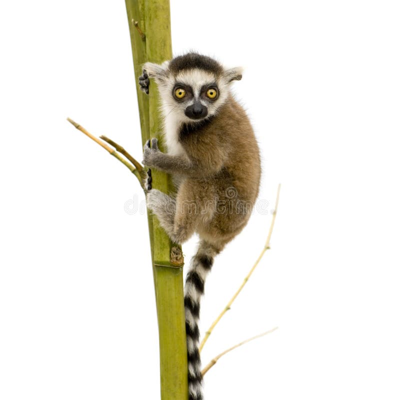 Ring-tailed Lemur (6 weeks) - Lemur catta in front of a white background. Ring-tailed Lemur (6 weeks) - Lemur catta in front of a white background