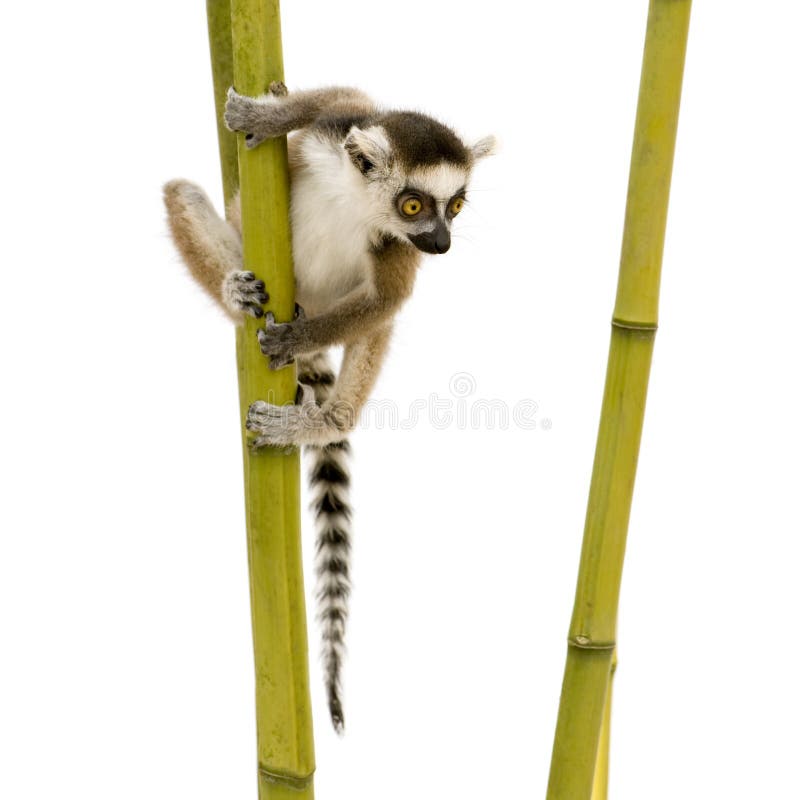 Ring-tailed Lemur (6 weeks) - Lemur catta in front of a white background. Ring-tailed Lemur (6 weeks) - Lemur catta in front of a white background