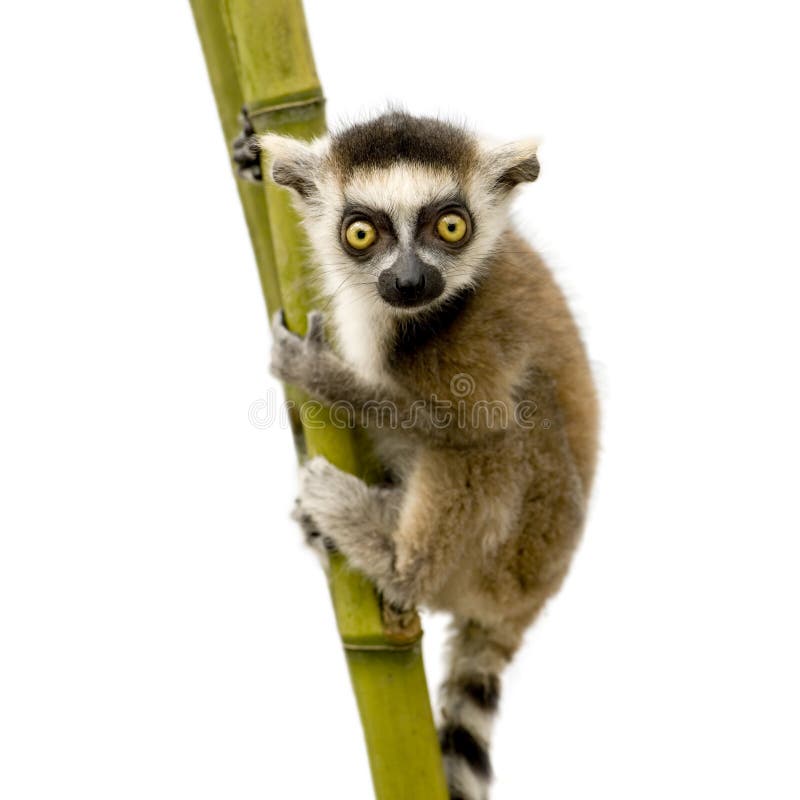 Ring-tailed Lemur (6 weeks) - Lemur catta in front of a white background. Ring-tailed Lemur (6 weeks) - Lemur catta in front of a white background