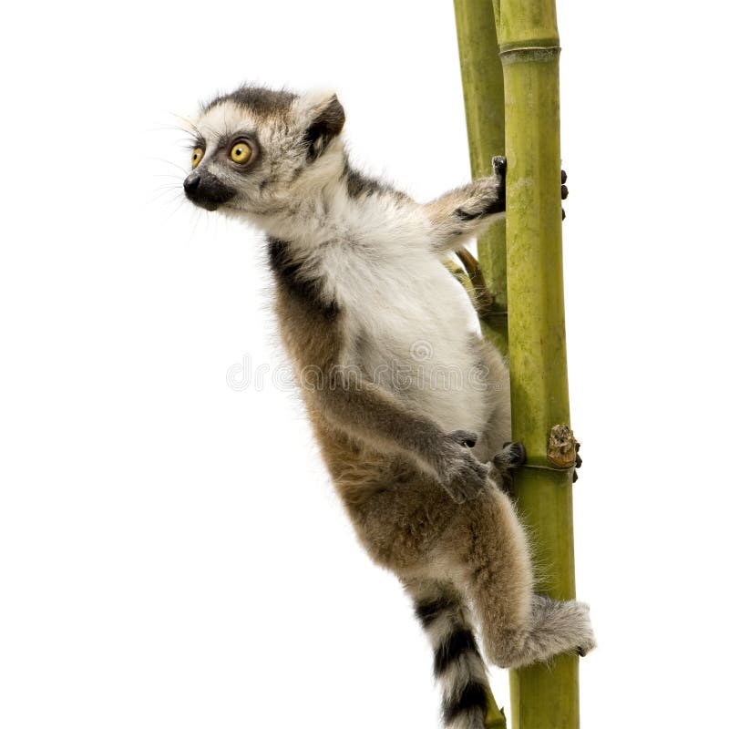 Ring-tailed Lemur (6 weeks) - Lemur catta in front of a white background. Ring-tailed Lemur (6 weeks) - Lemur catta in front of a white background