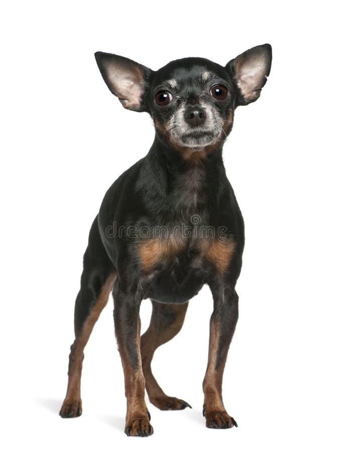 7 miniaturowego starego pinscher trwanie rok zdjęcie royalty free