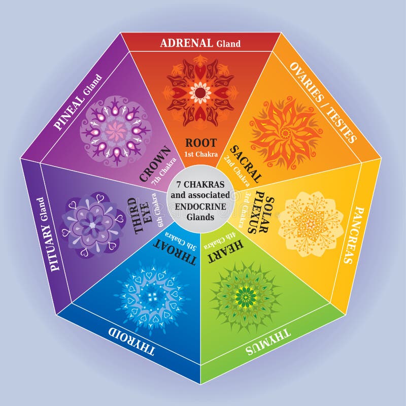 7 som Chakras färgar, kartlägger med Mandalas och Endocrinekörtlar stock illustrationer 7 som Chakras färgar, kartlägger med Mandalas och Endocrinekörtlar stock illustrationer