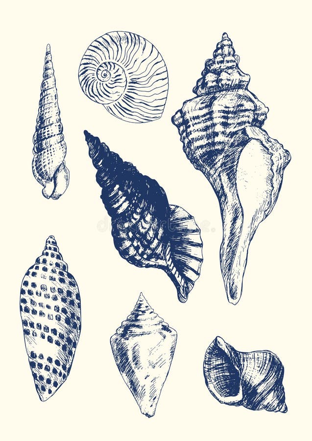 7 various seashells stock illustration