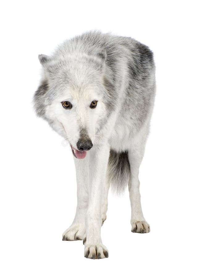 Mackenzie Valley Wolf (8 years) - Canis lupus occidentalis in front of a white background. Mackenzie Valley Wolf (8 years) - Canis lupus occidentalis in front of a white background