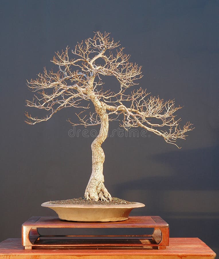 8 drzewko bonsai obrazy royalty free 8 drzewko bonsai obrazy royalty free