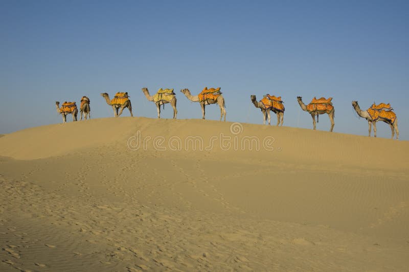 8 Kamele in einer Reihe lizenzfreies stockbild