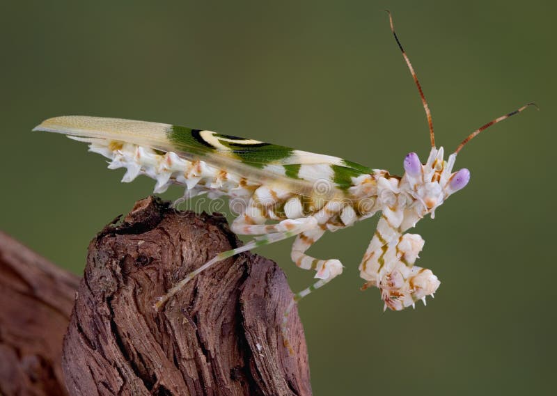 8 modliszek spiny zdjęcia stock