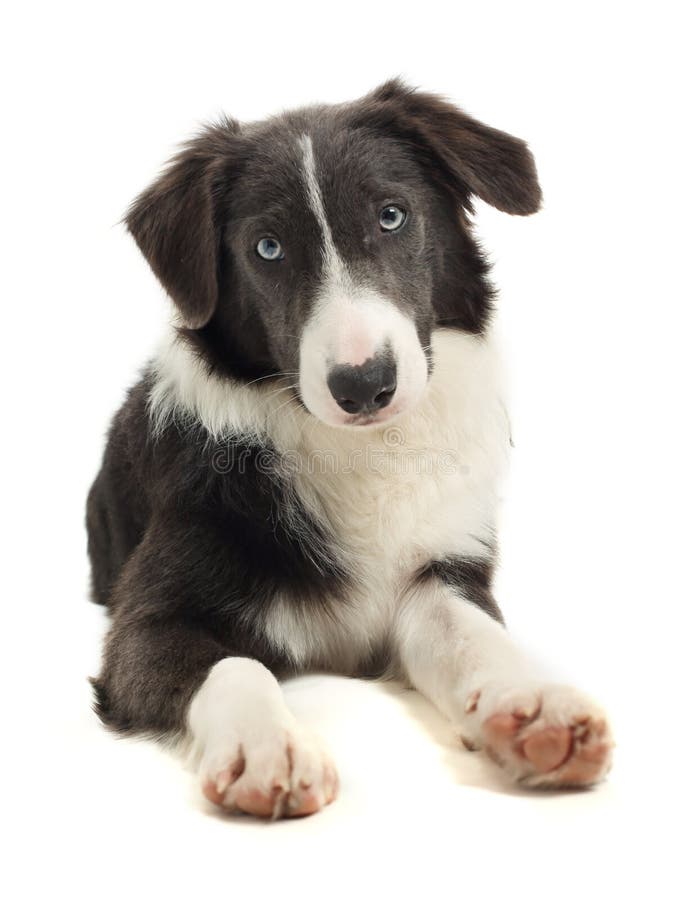 8 month old Border Collie puppy