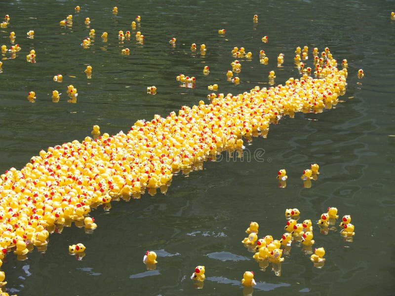 Event: 21st Annual Great Hawaiian Rubber Duckie Race, 29.III.08 Location: Ala Wai Canal, Waikiki, Hawai'i Subject: A completely natural demonstration of Pareto's 80/20 Rule (aka Bell Curve & Normal Distribution Curve), i.e. 10% lag behind, 10% are in front, and the average group together in the middle. Event: 21st Annual Great Hawaiian Rubber Duckie Race, 29.III.08 Location: Ala Wai Canal, Waikiki, Hawai'i Subject: A completely natural demonstration of Pareto's 80/20 Rule (aka Bell Curve & Normal Distribution Curve), i.e. 10% lag behind, 10% are in front, and the average group together in the middle.