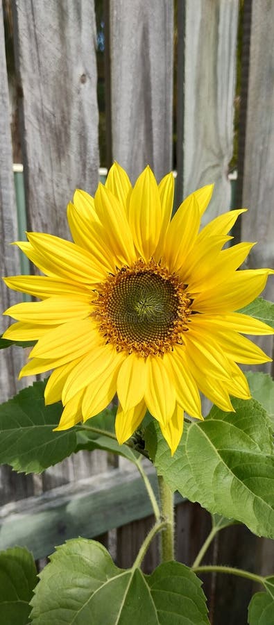 -999999999 photo libre de droits