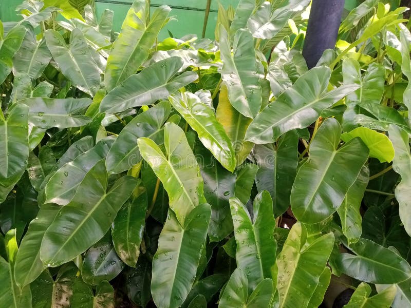 -999999999 foto de stock