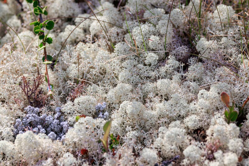 -999999999 immagine stock libera da diritti