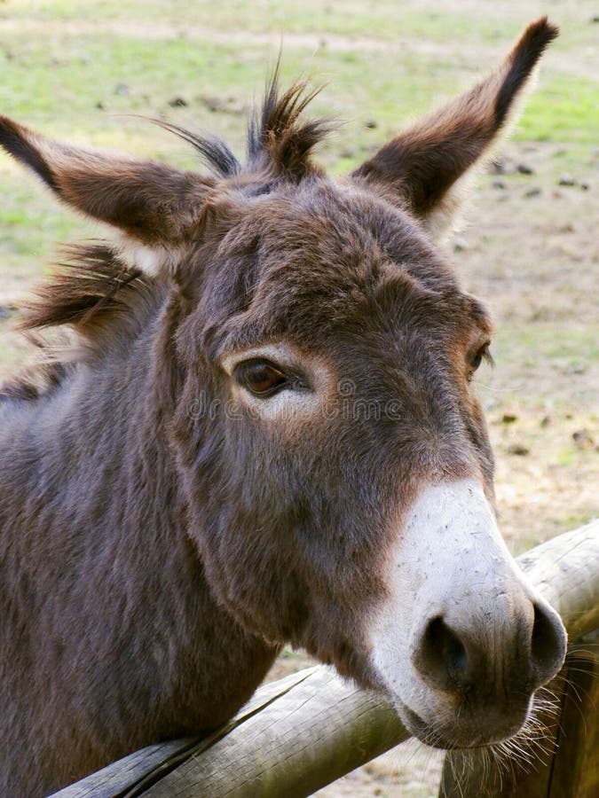 Dentes Cavalo Engraçado - Foto gratuita no Pixabay - Pixabay