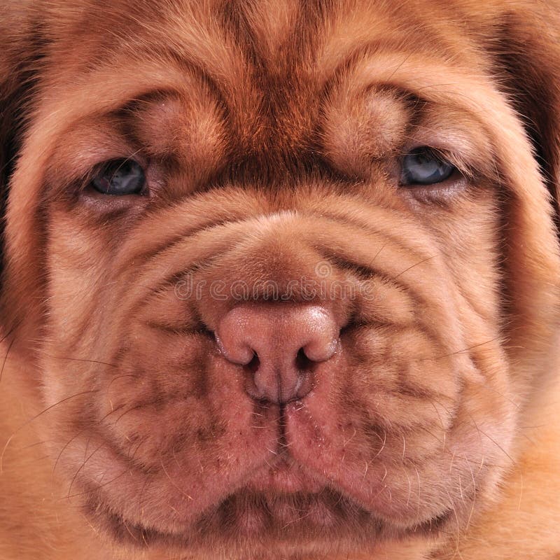 Mastiff Puppy. Mastiff Brasileiro Também Conhecido Como Fila