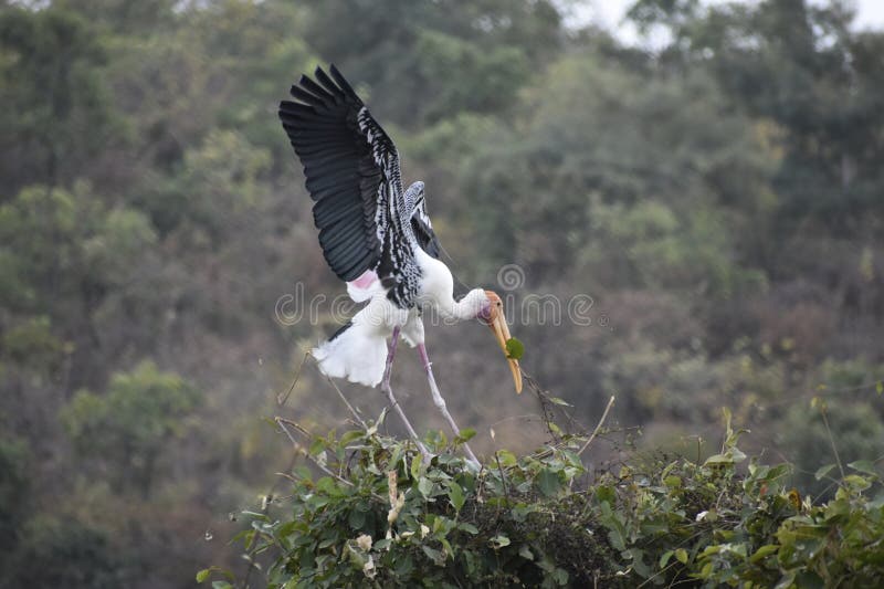 A crane is a Kind of Large Bird with a Long Neck and Long Legs. Stock