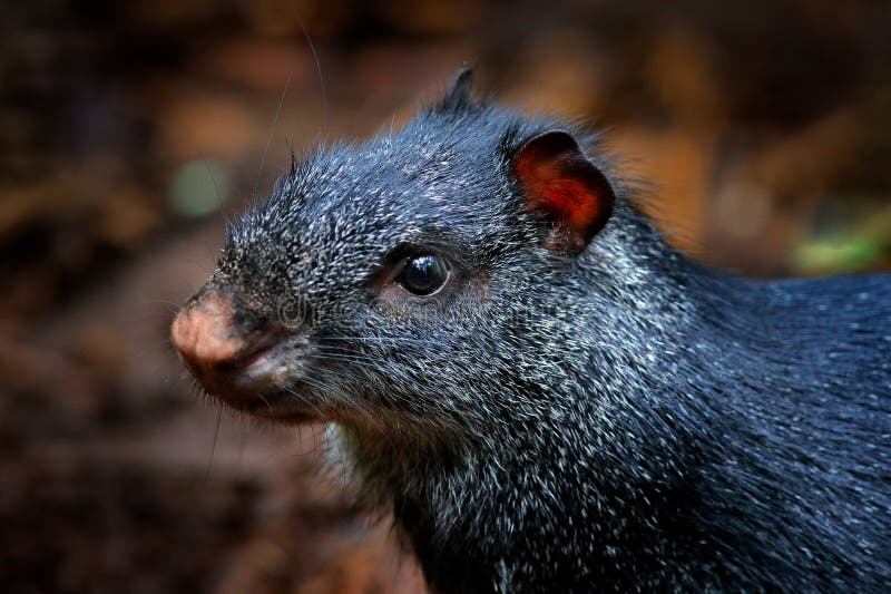 Aagoutis detaljerade huvud Svart agouti, Dasyprocta fuliginosa, Baeza, Ecuador Smört djur i naturens livsmiljö royaltyfri fotografi Aagoutis detaljerade huvud Svart agouti, Dasyprocta fuliginosa, Baeza, Ecuador Smört djur i naturens livsmiljö royaltyfri fotografi