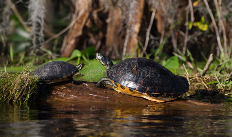 Aalende River- Cooterschieber-Schildkröten auf Klotz, Okefenokee-Sumpf-Staatsangehörig-Schutzgebiet lizenzfreie stockbilder Aalende River- Cooterschieber-Schildkröten auf Klotz, Okefenokee-Sumpf-Staatsangehörig-Schutzgebiet lizenzfreie stockbilder