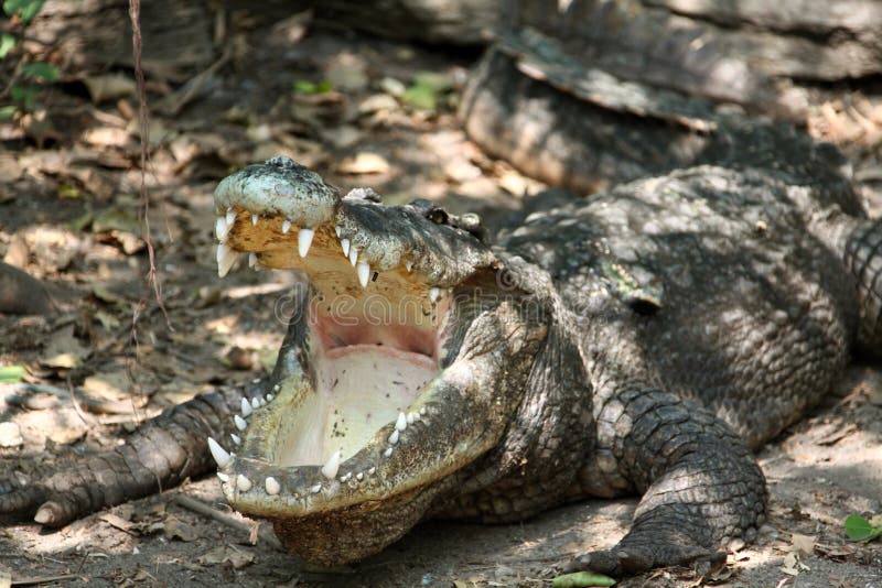 Aalendes Krokodil stockfotografie Aalendes Krokodil stockfotografie