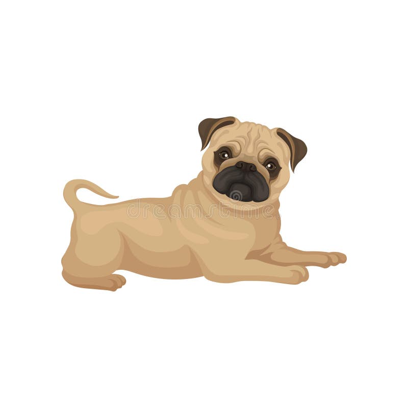 Aanbiddelijk pug puppy met het glanzende ogen liggen geïsoleerd op witte achtergrond Kleine hond met gerimpelde snuit Vlakke vect stock illustratie Aanbiddelijk pug puppy met het glanzende ogen liggen geïsoleerd op witte achtergrond Kleine hond met gerimpelde snuit Vlakke vect stock illustratie