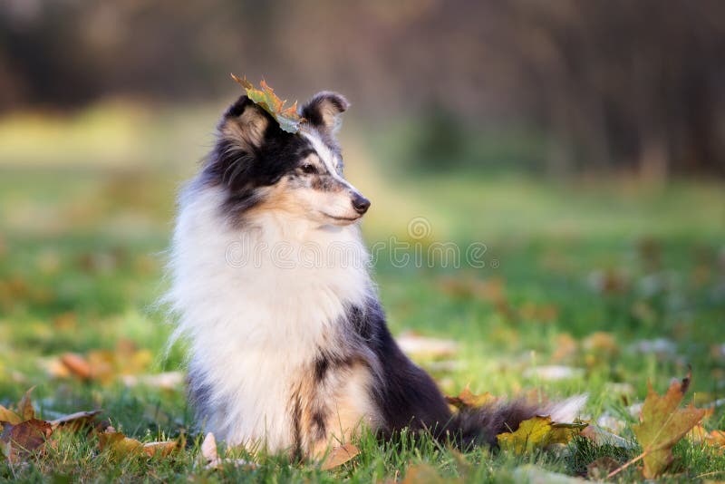 Aanbiddelijke sheltiehond in openlucht in de herfst royalty-vrije stock foto Aanbiddelijke sheltiehond in openlucht in de herfst royalty-vrije stock foto
