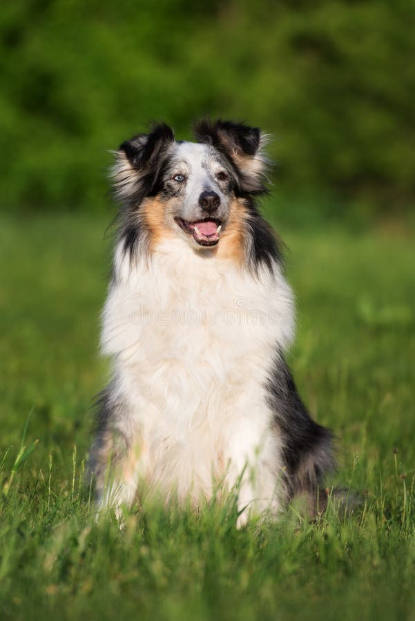 Aanbiddelijke sheltiehond in openlucht in de zomer stock foto's Aanbiddelijke sheltiehond in openlucht in de zomer stock foto's