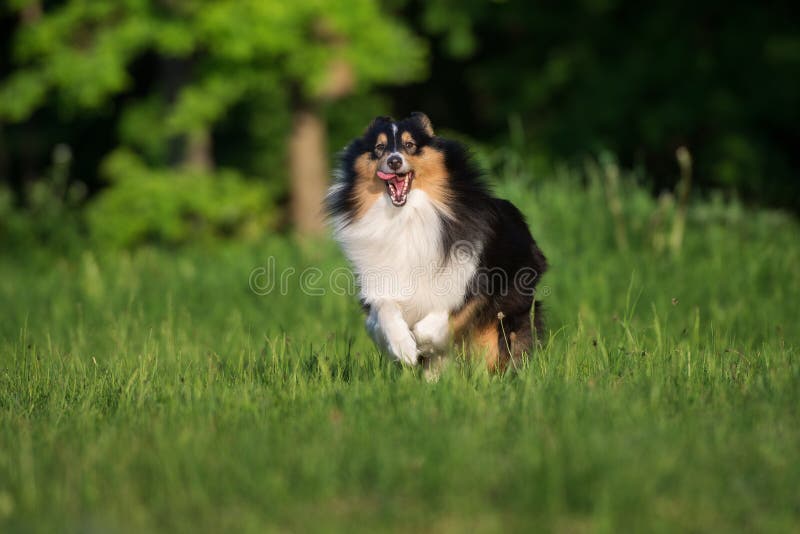Aanbiddelijke sheltiehond in openlucht in de zomer royalty-vrije stock fotografie Aanbiddelijke sheltiehond in openlucht in de zomer royalty-vrije stock fotografie