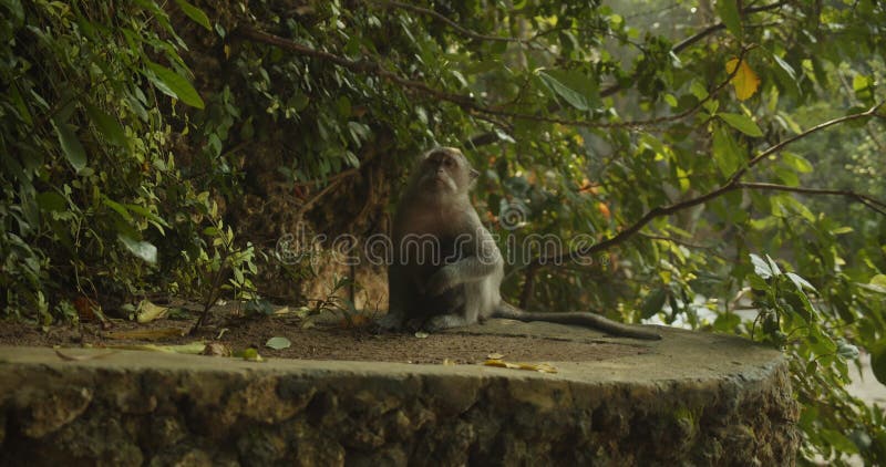 Aap die onder groene vegetatie zit en rondkijkt. macaque met lange staart in het heilige - apen - bos bali indonesië