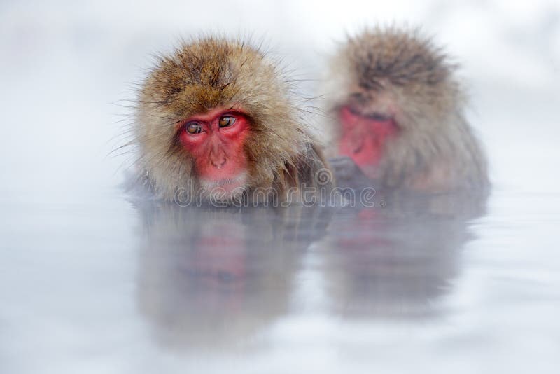 Aap Japanse macaque, Macaca-fuscata, rood gezichtsportret in het koude water met mist, twee dier in de aardhabitat, Hokkaido, royalty-vrije stock afbeeldingen Aap Japanse macaque, Macaca-fuscata, rood gezichtsportret in het koude water met mist, twee dier in de aardhabitat, Hokkaido, royalty-vrije stock afbeeldingen