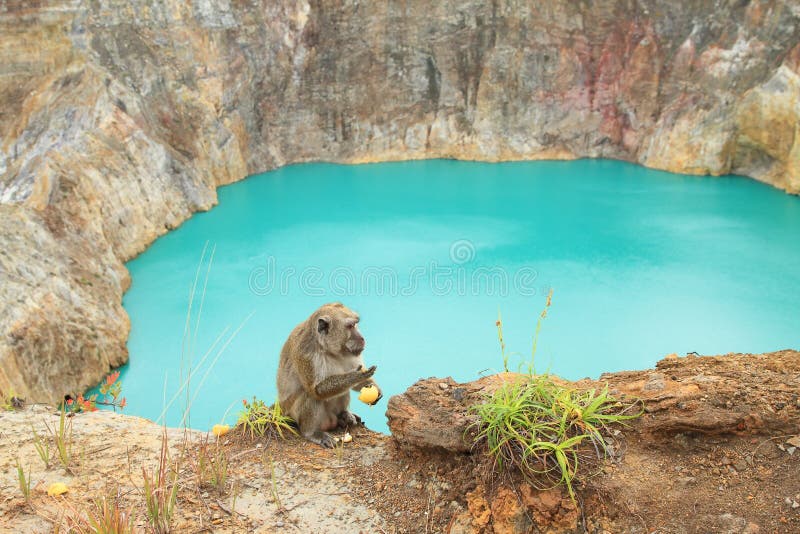 Aap op Kelimutu door meertin stock fotografie Aap op Kelimutu door meertin stock fotografie